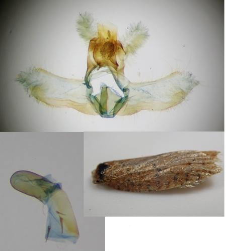 Acleris quercinana
